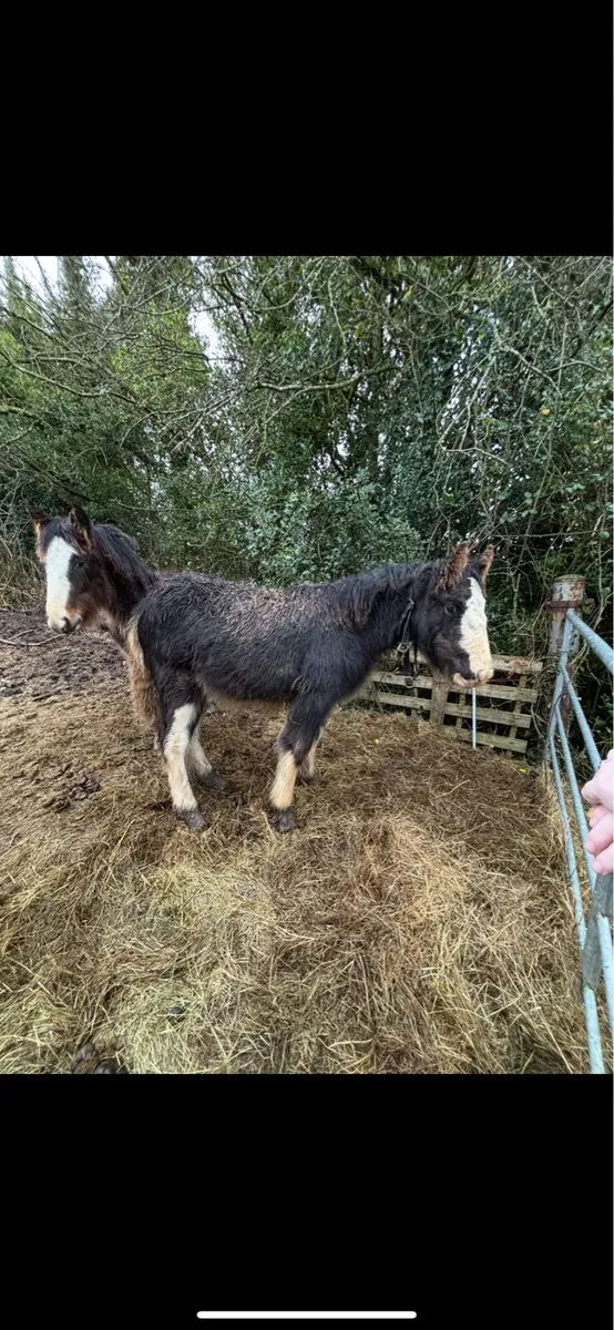 2 heavy fillys to make 15.2+ - Image 3