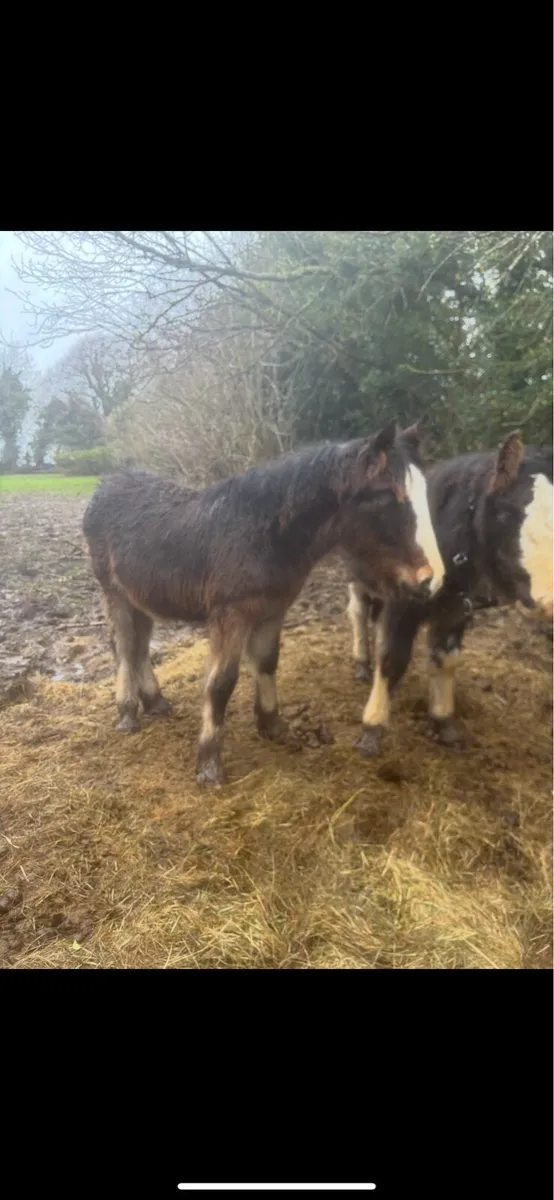 2 heavy fillys to make 15.2+ - Image 4