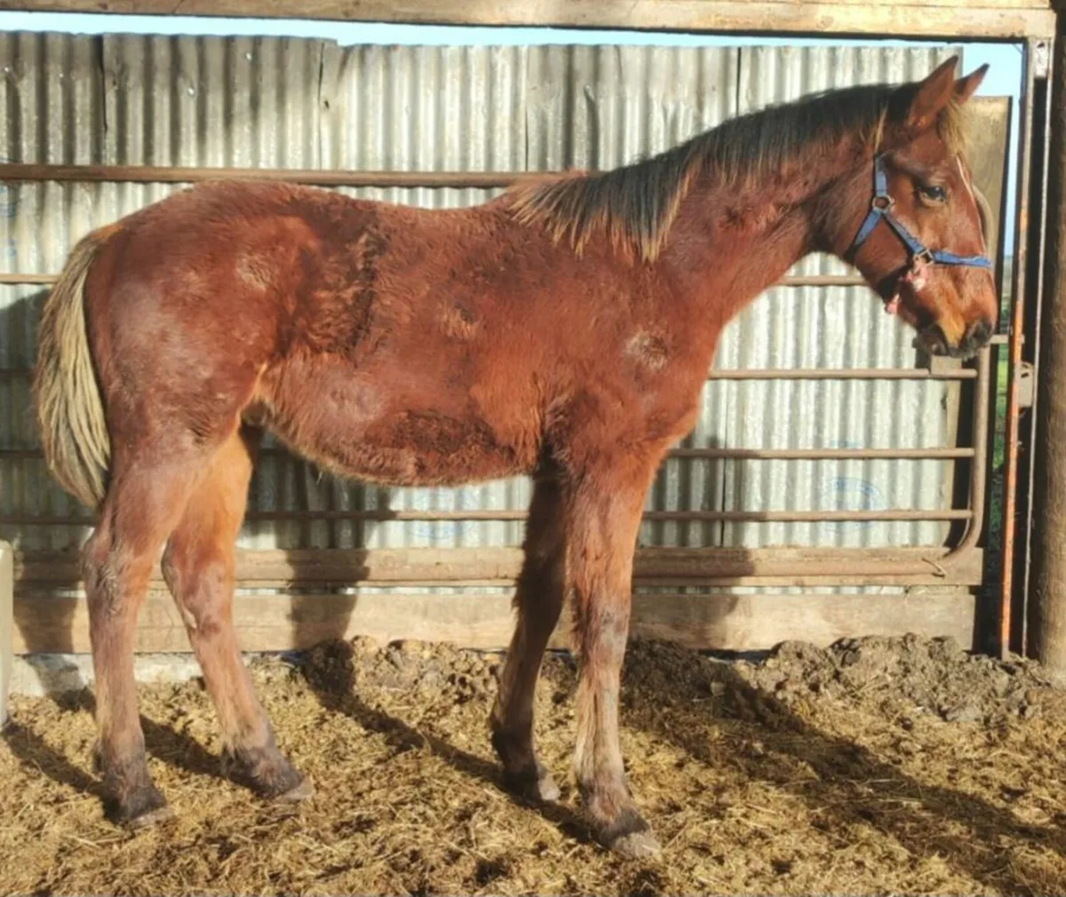 Ish yearling colt - Image 1