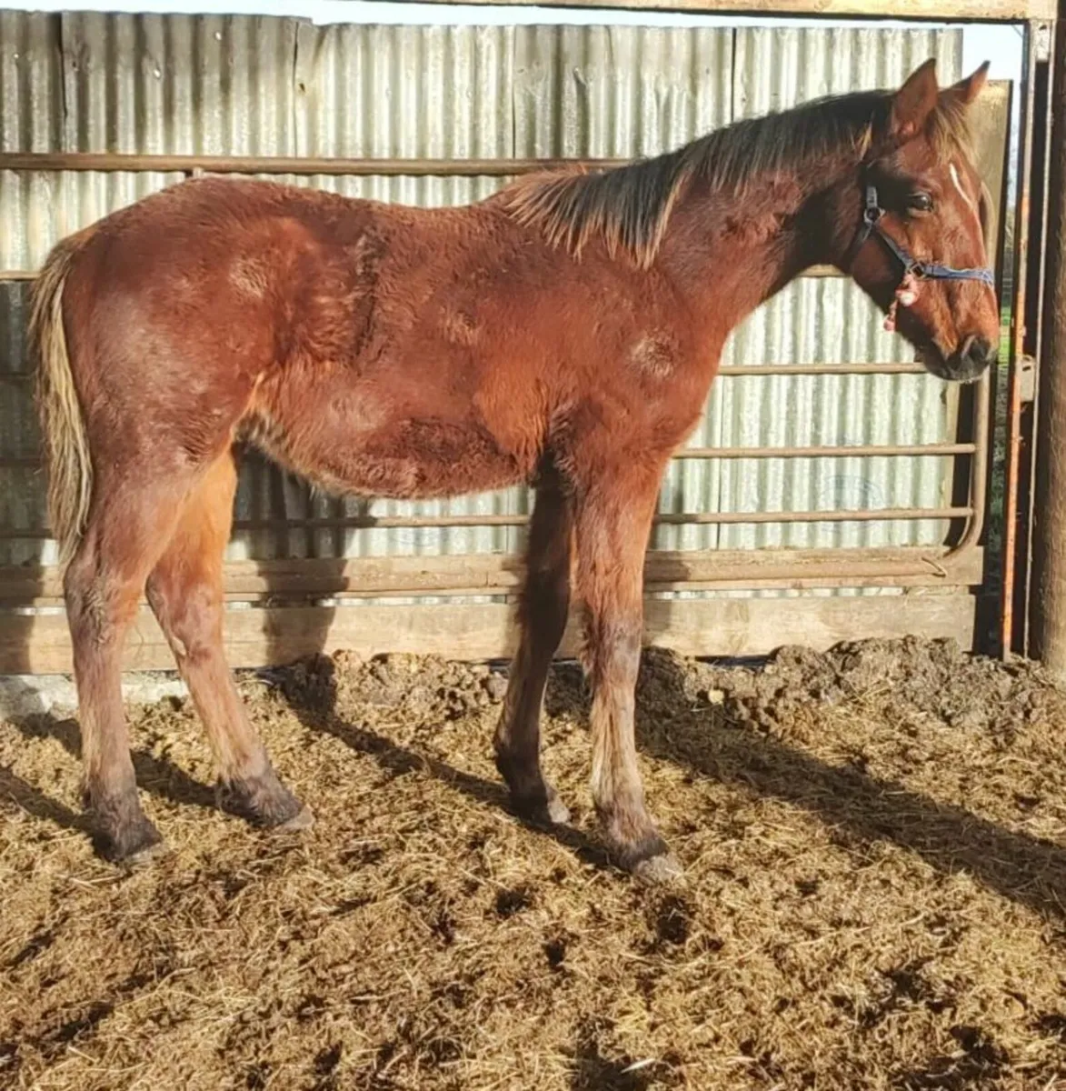 Ish yearling colt - Image 2