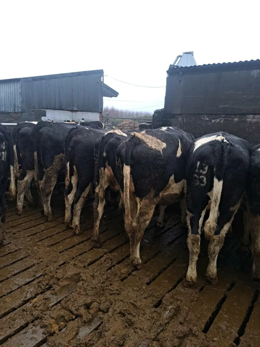 High EBI heifers - Image 3