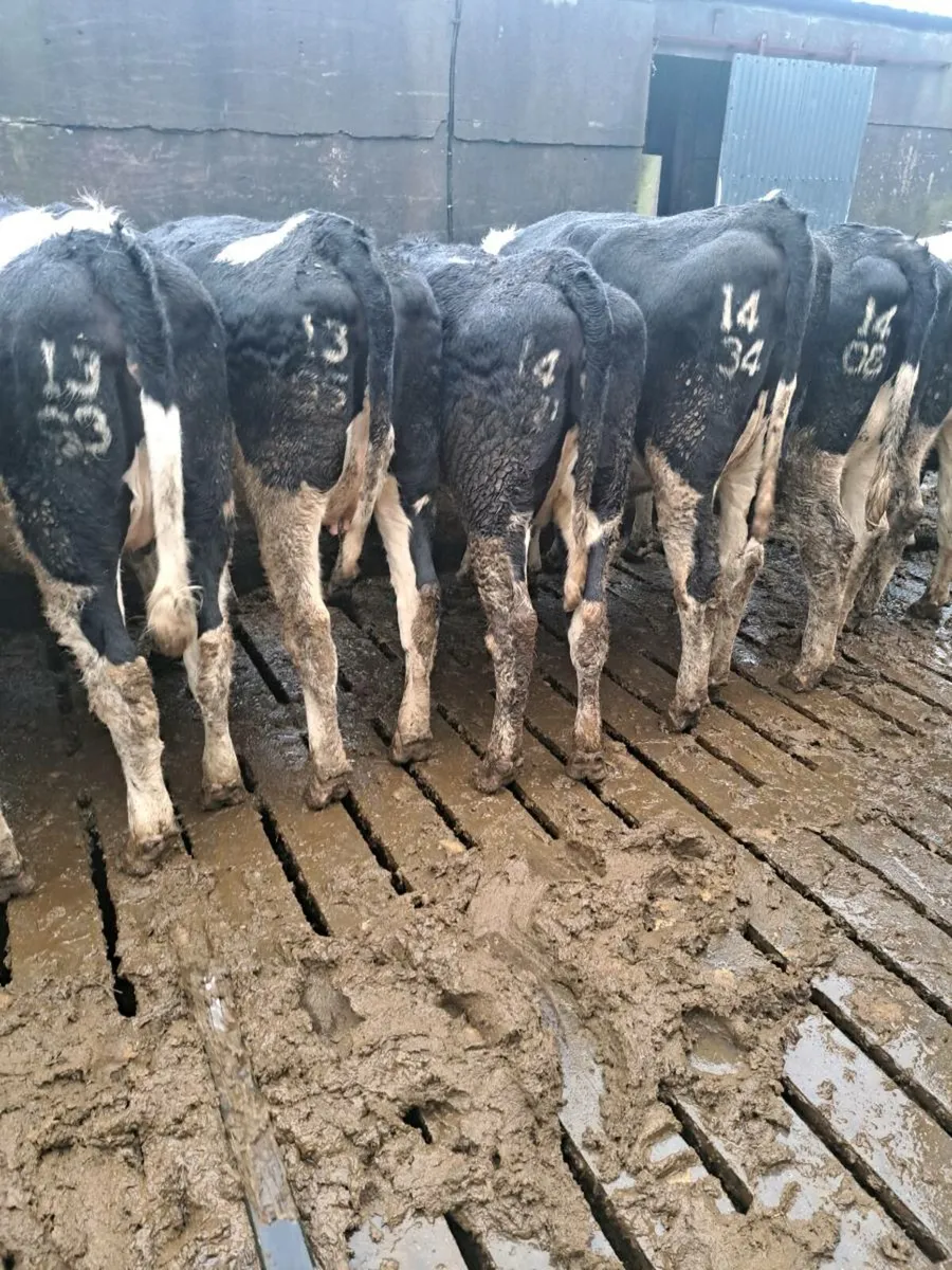 High EBI heifers - Image 4