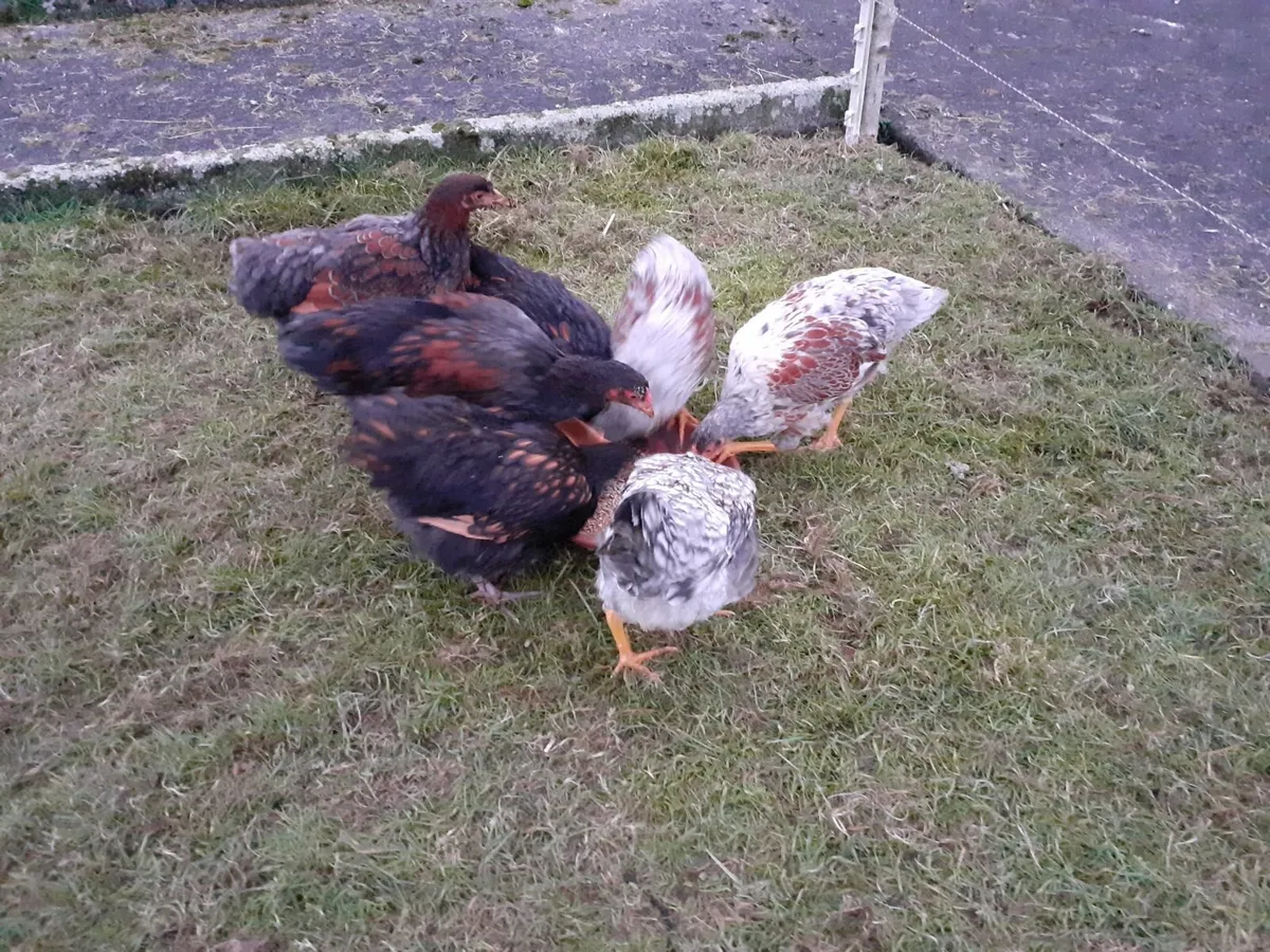 Wyndotte hens , indian runner drakes - Image 3