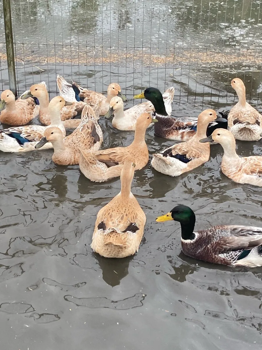 Walsh Harlequin Ducks for sale - Image 1