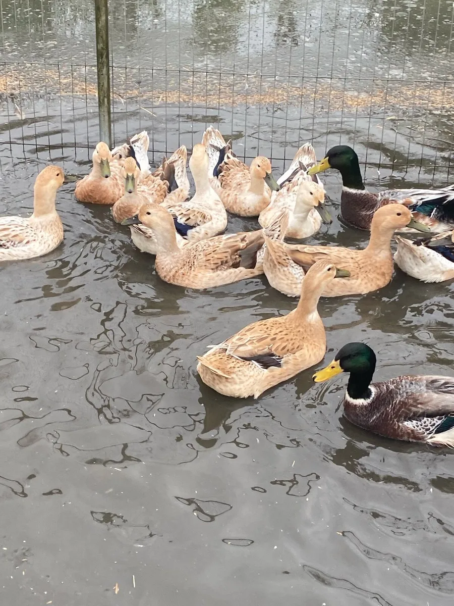 Walsh Harlequin Ducks for sale - Image 3