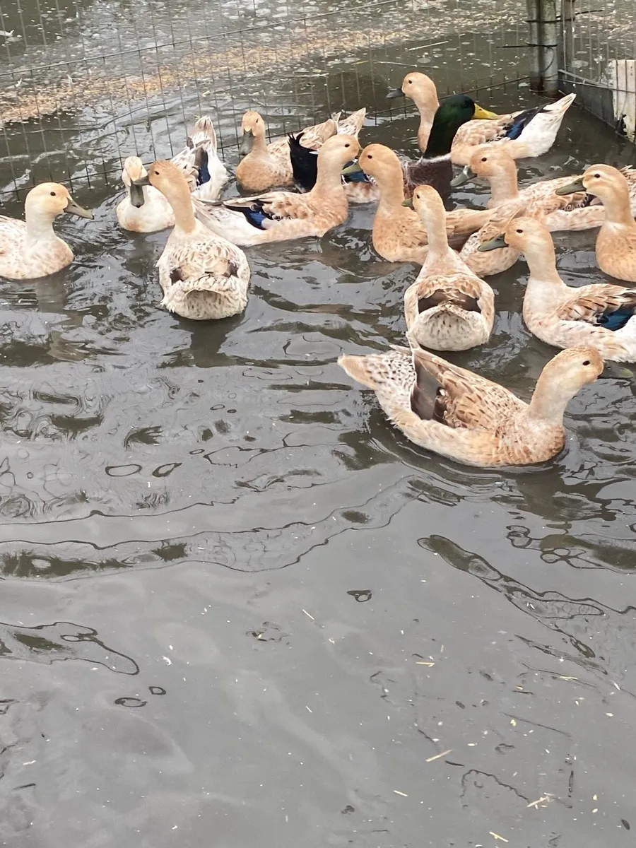 Walsh Harlequin Ducks for sale - Image 4