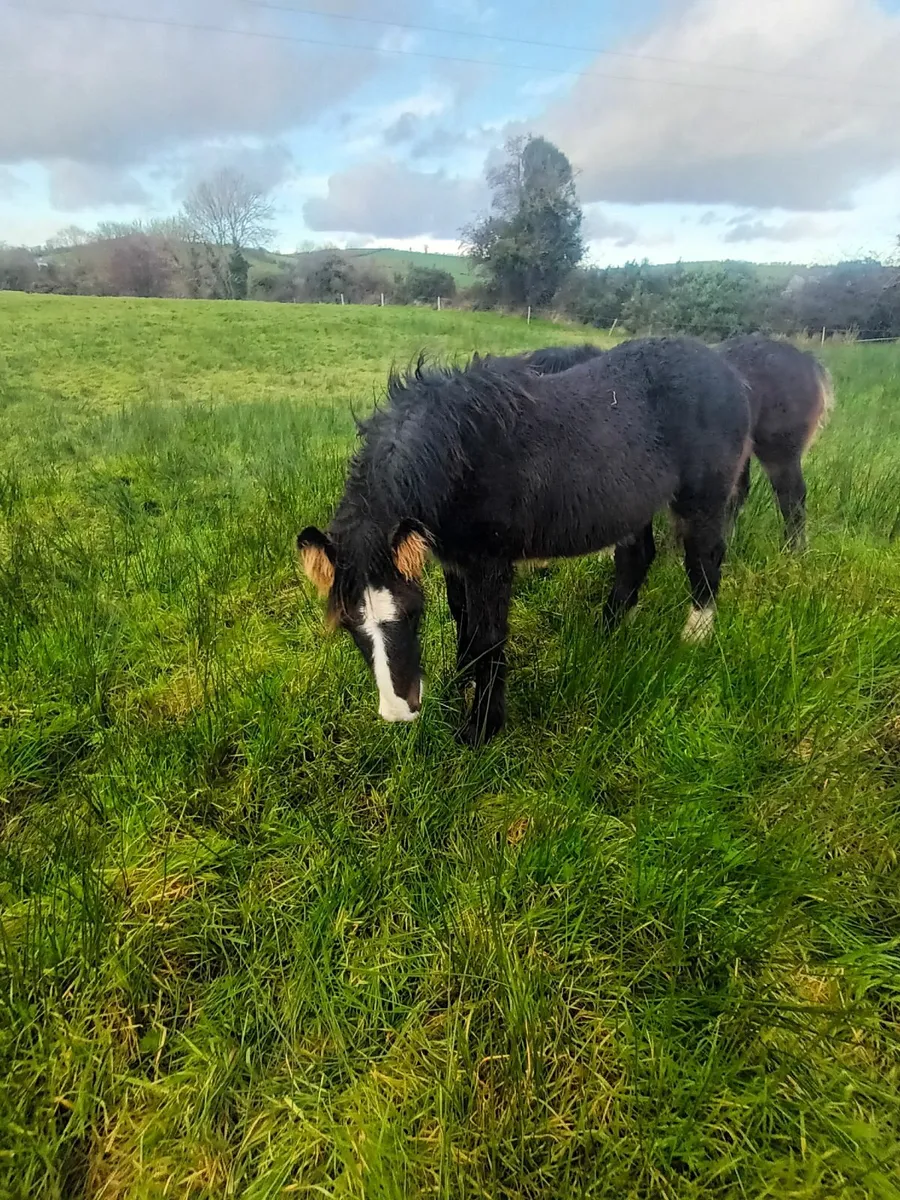 Colt foals - Image 1
