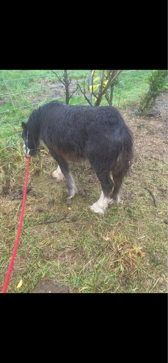 Small filly - Image 1