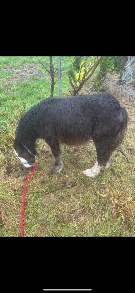 Small filly - Image 2