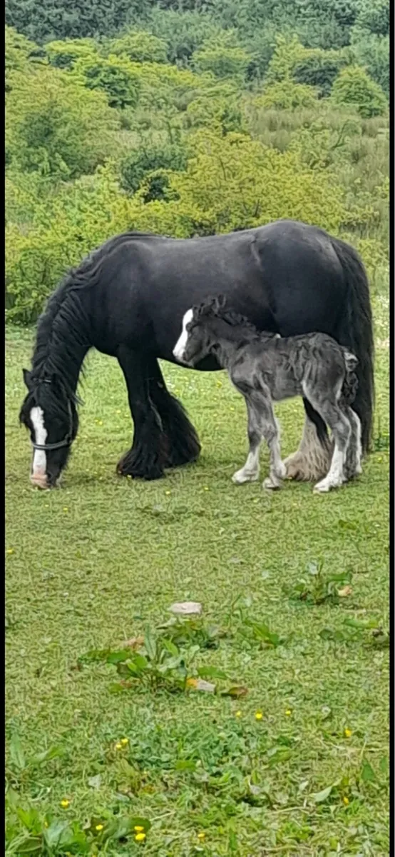 Small filly - Image 3