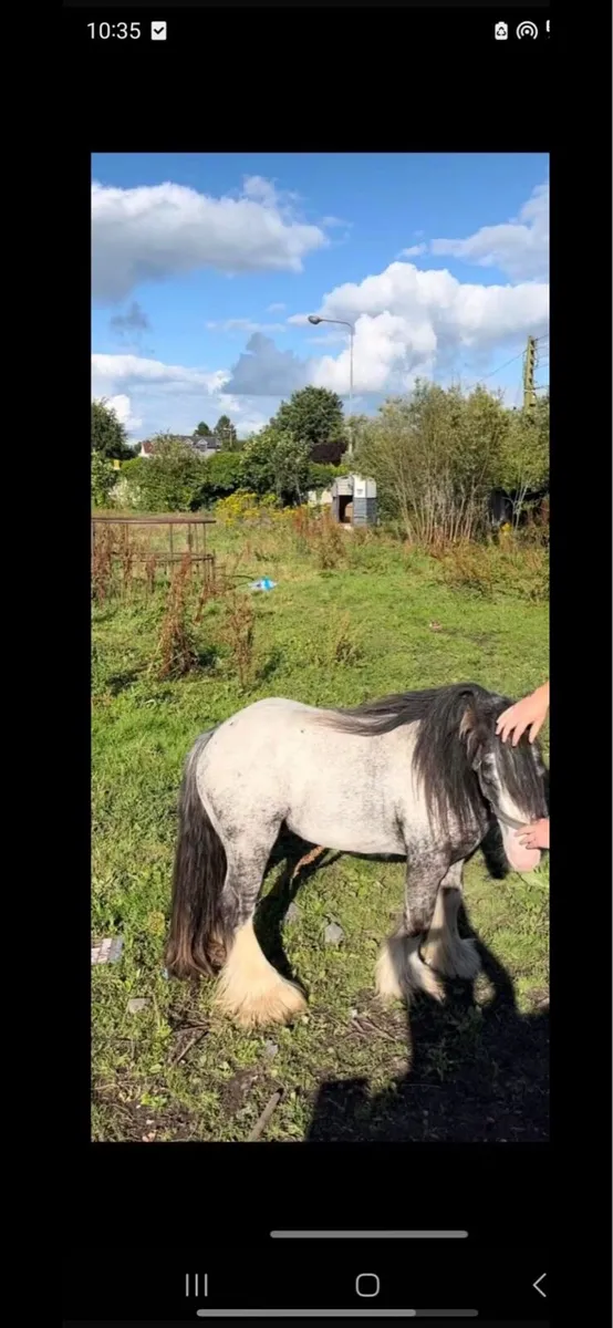 Small filly - Image 4