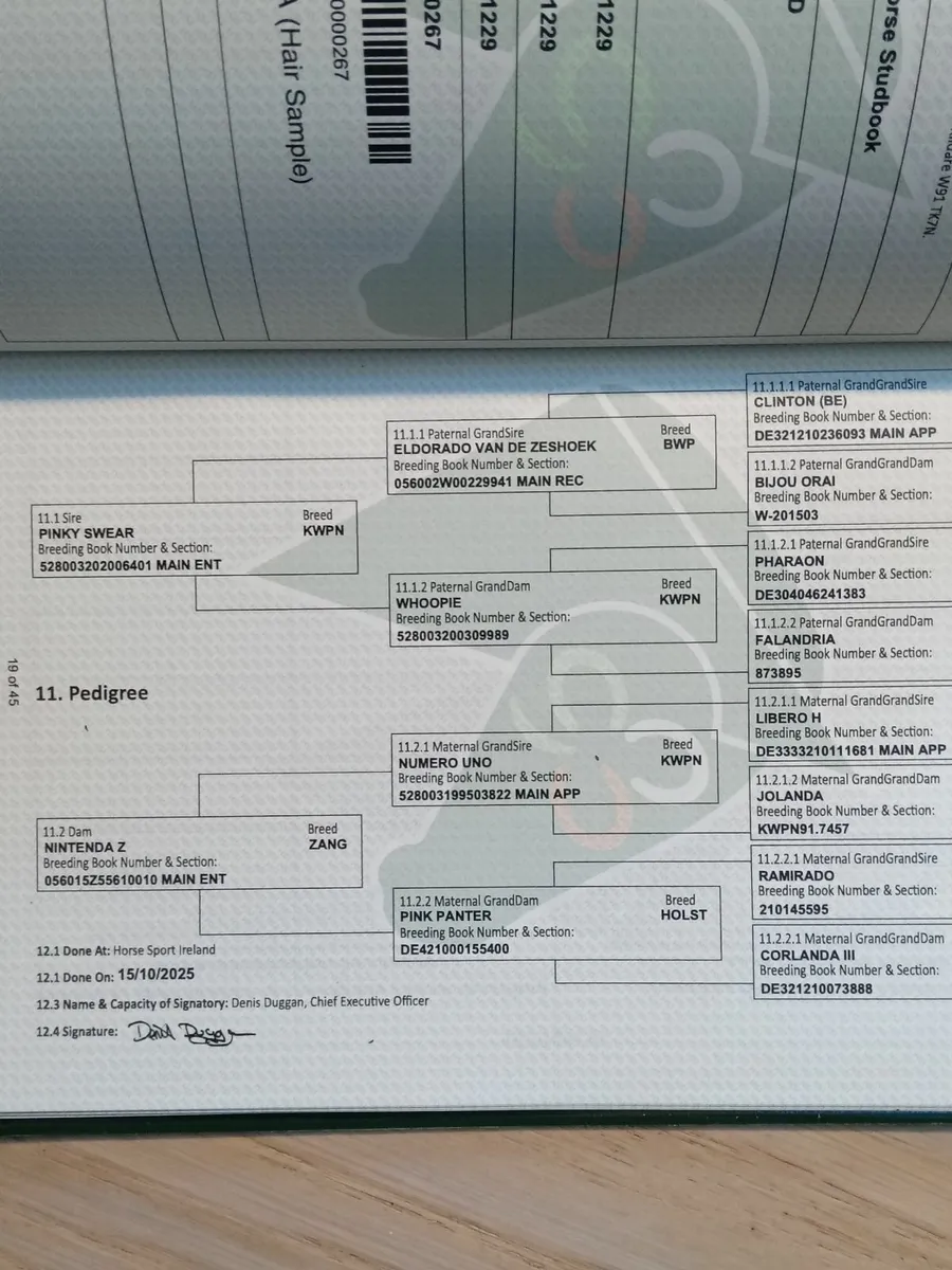 Ish yearling colt - Image 3