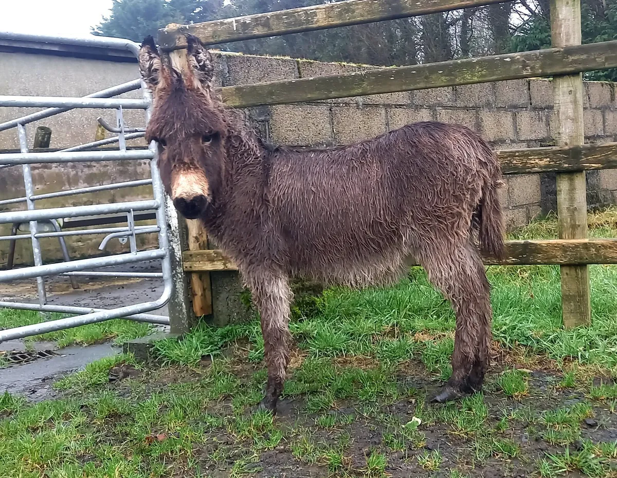 MARE DONKEY FOAL