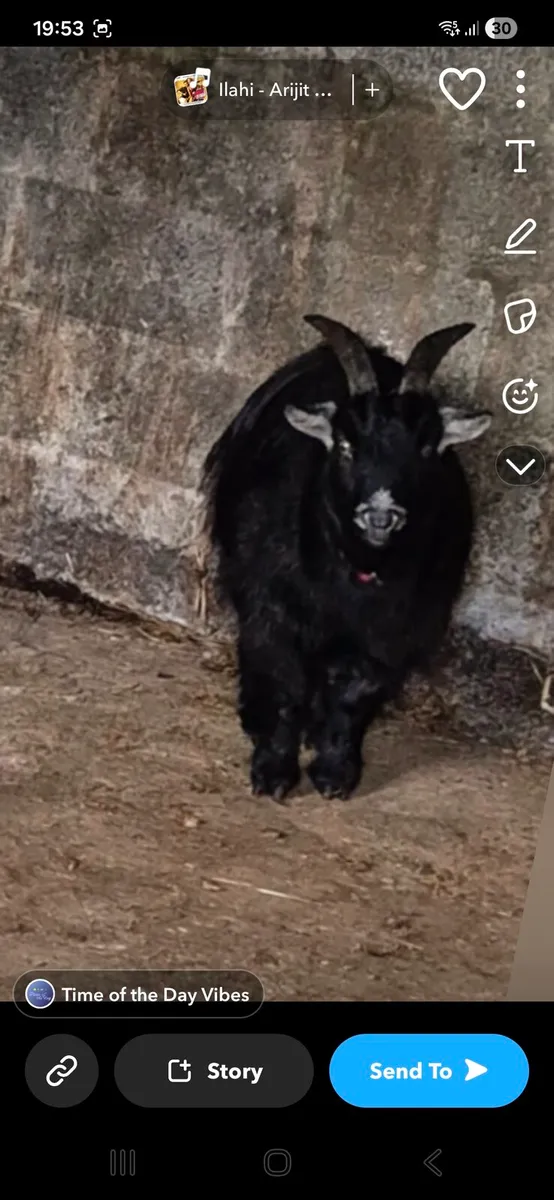 Pygmy goat casterated - Image 1