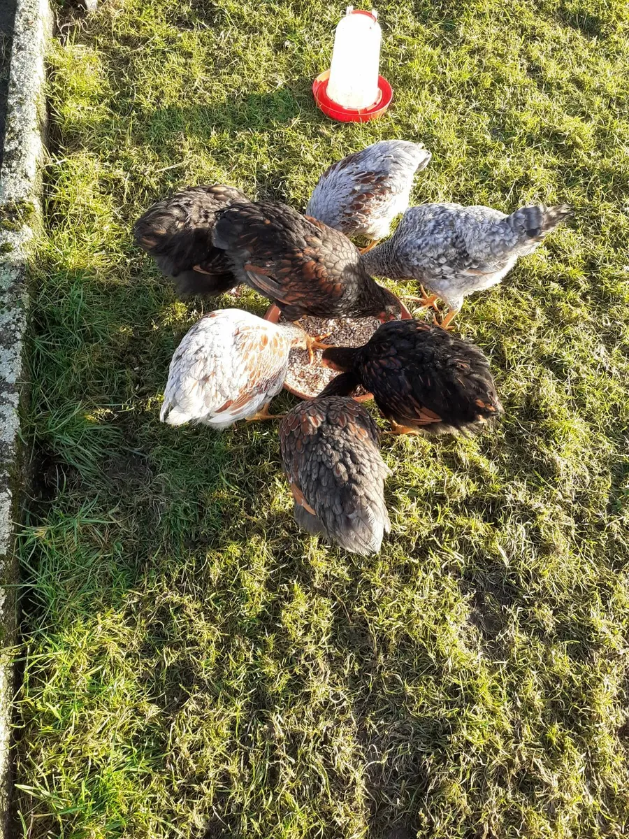 Wyndotte hens , indian runner drakes - Image 1