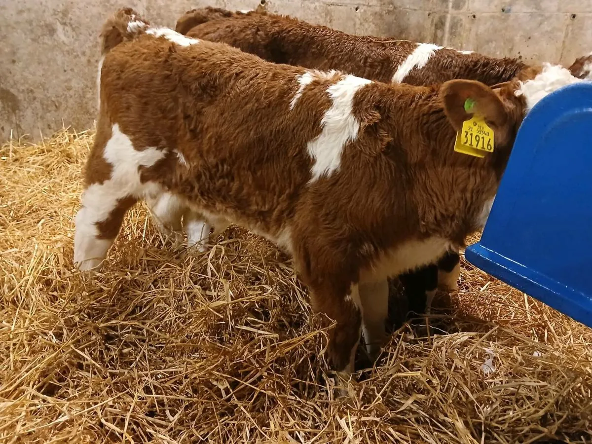 2 Simmental Bull Calves - Image 2