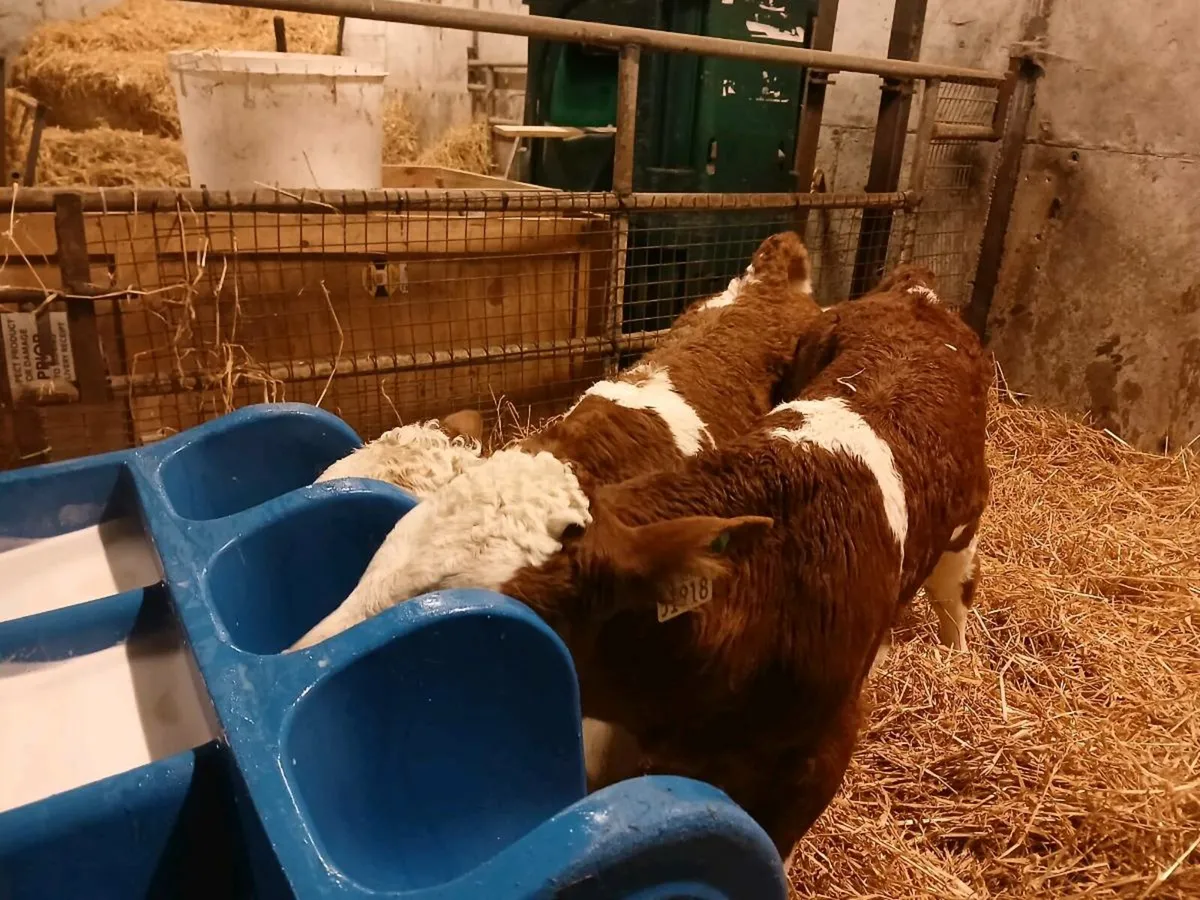 2 Simmental Bull Calves - Image 1