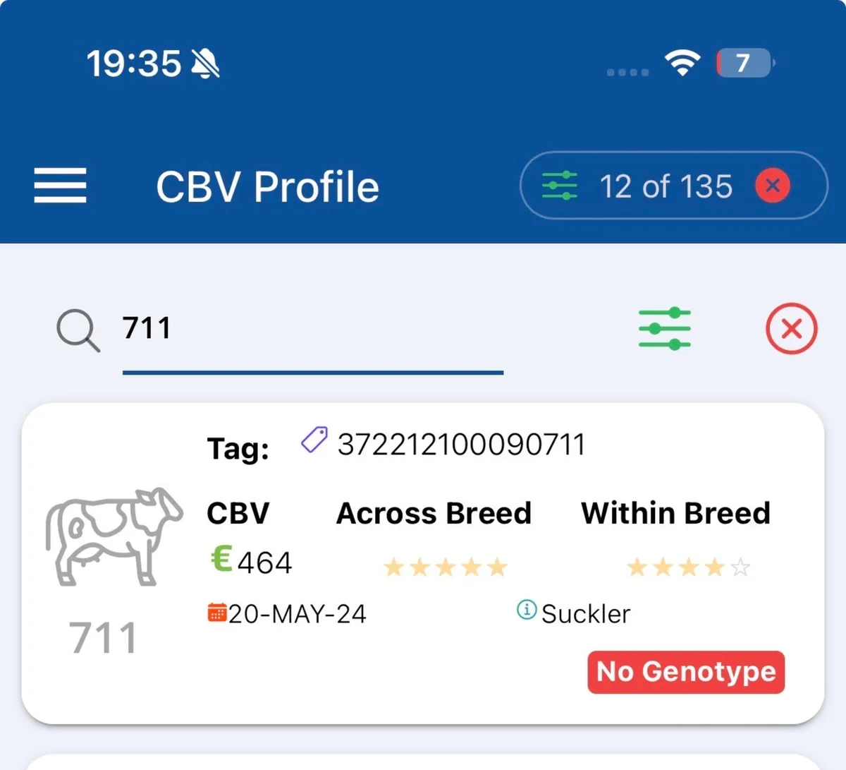 20 Incalf Limousine U- Grade Heifers - Image 2