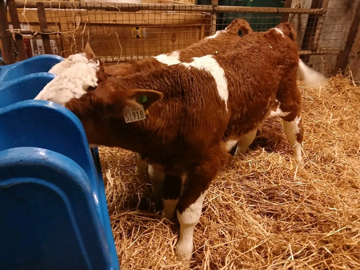 2 Simmental Bull Calves - Image 4