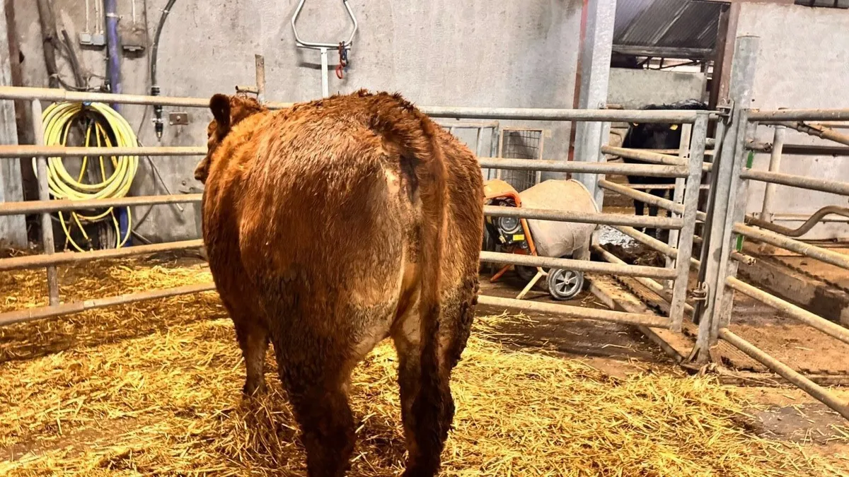 20 Incalf Limousine U- Grade Heifers - Image 1