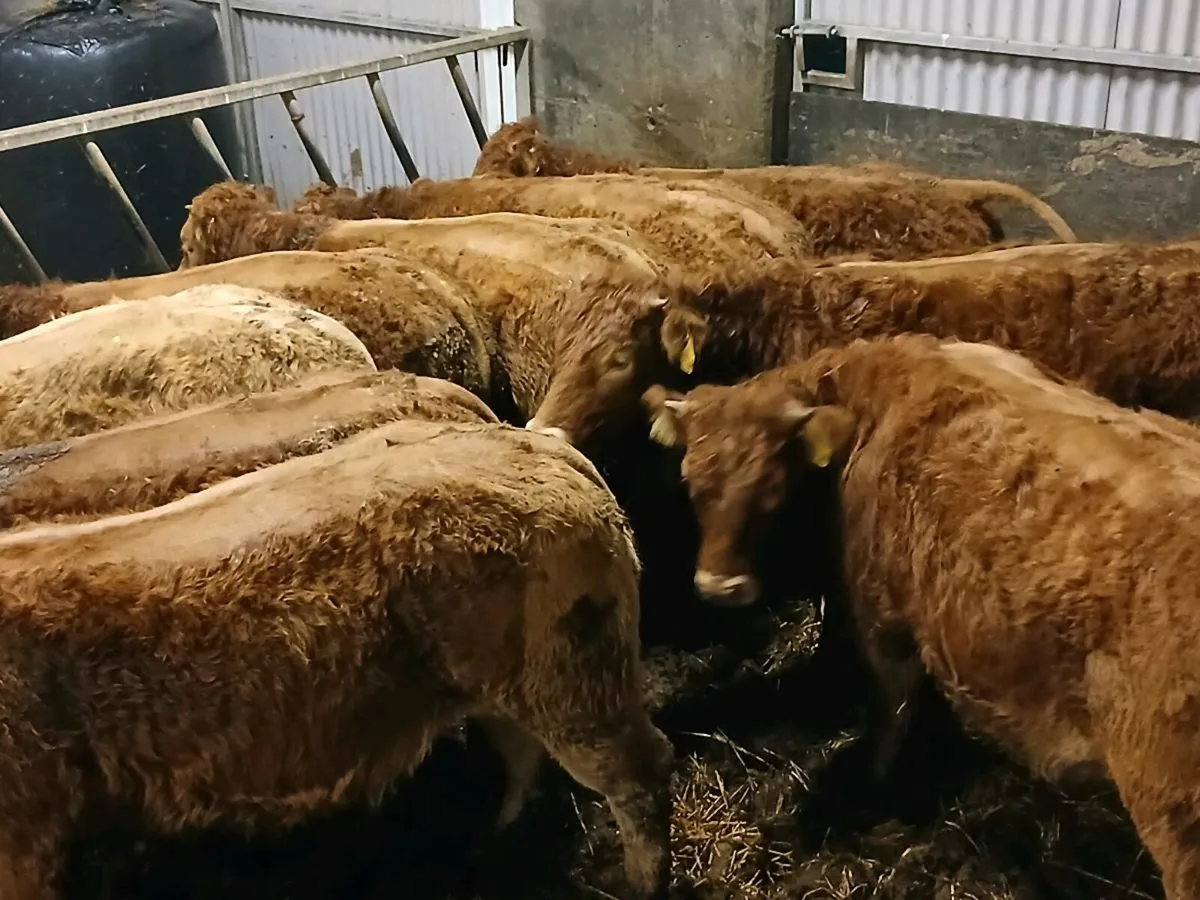 10 Top quality homebred LMX  Heifer's for sale - Image 4