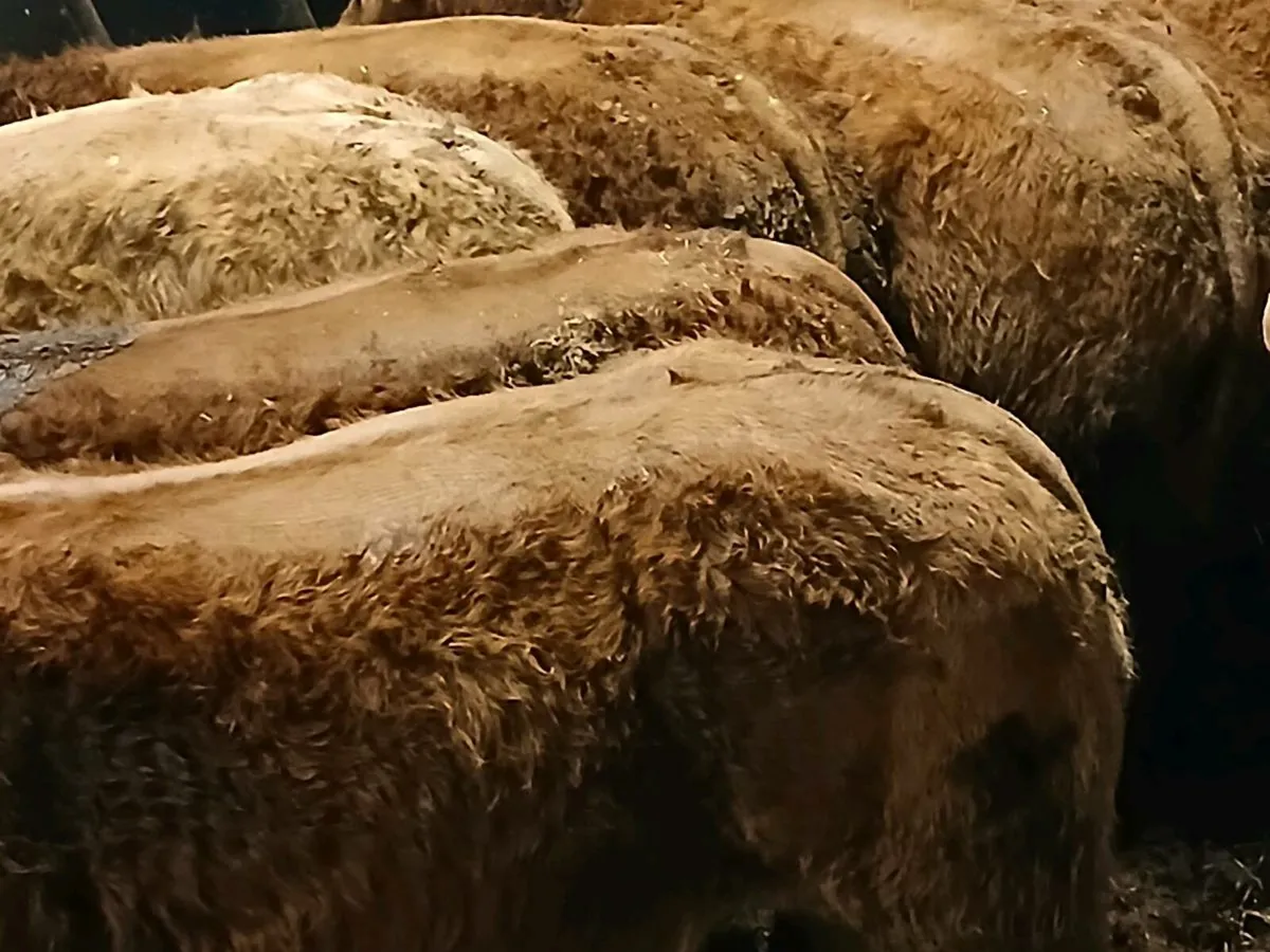 10 Top quality homebred LMX  Heifer's for sale - Image 1