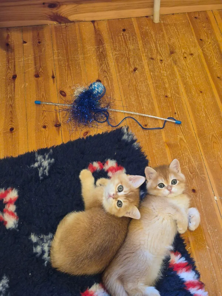 Golden short-hair british kittens - Image 4