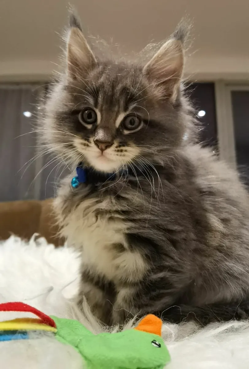 Maine Coon Kitten's - Image 2