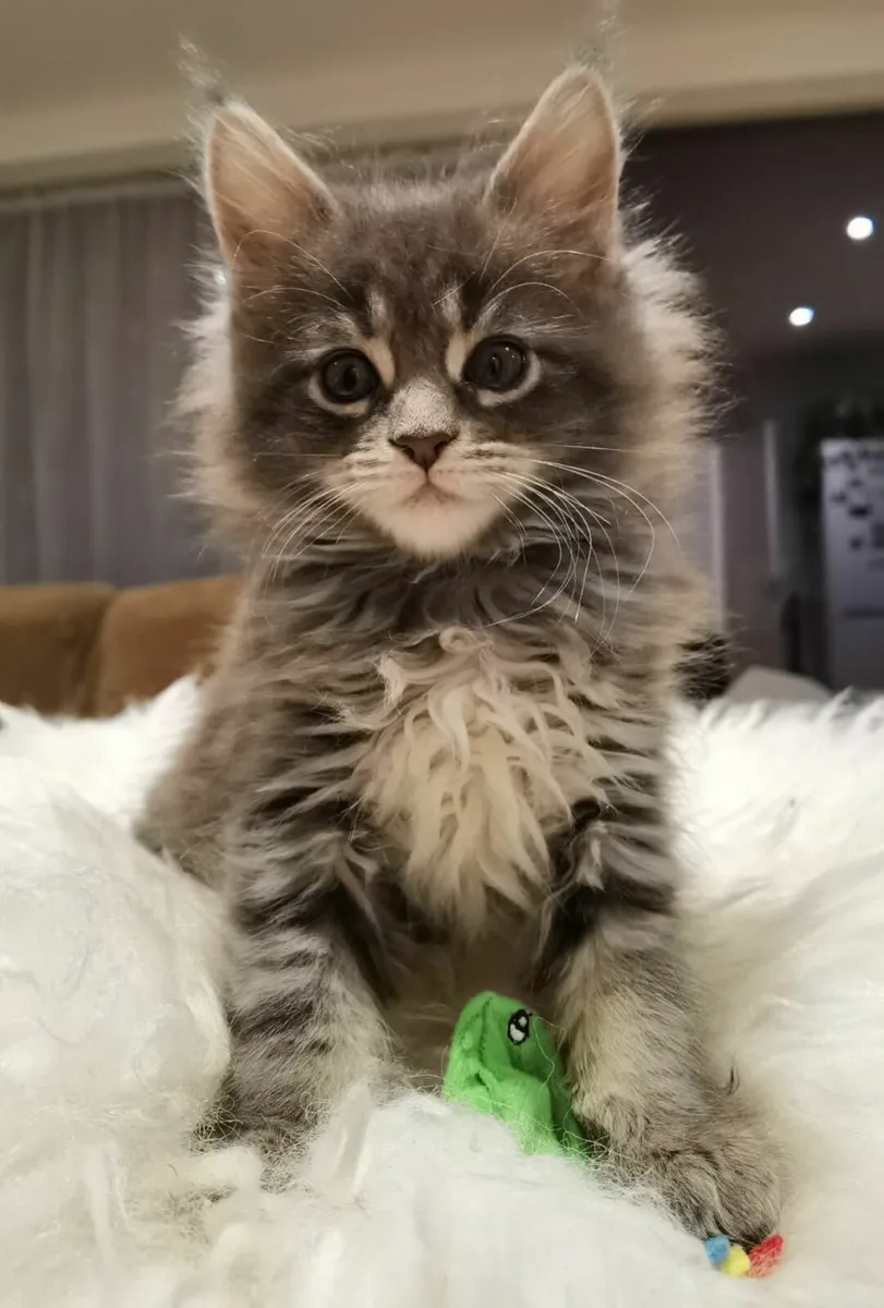 Maine Coon Kitten's - Image 3