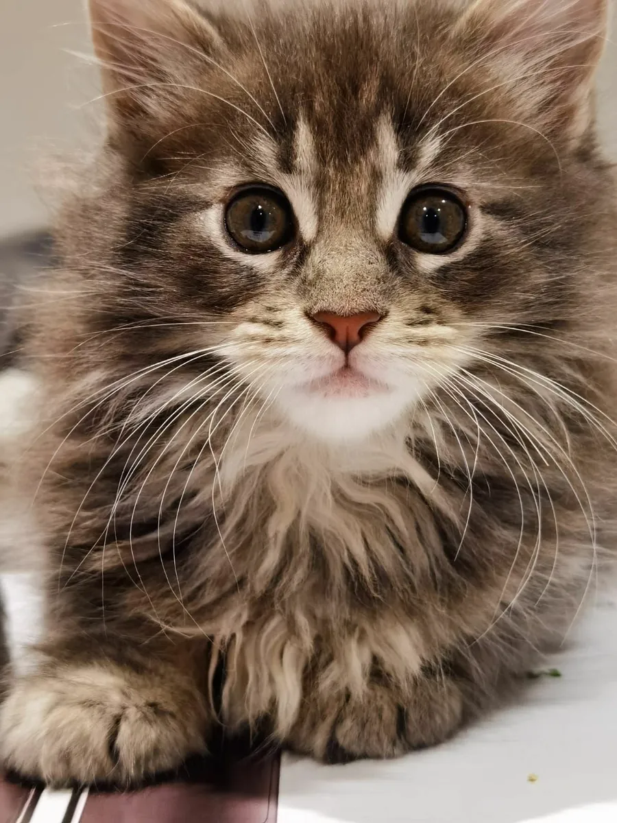 Maine Coon Kitten's - Image 1