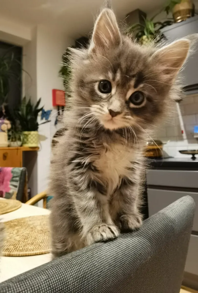 Maine Coon Kitten's - Image 4