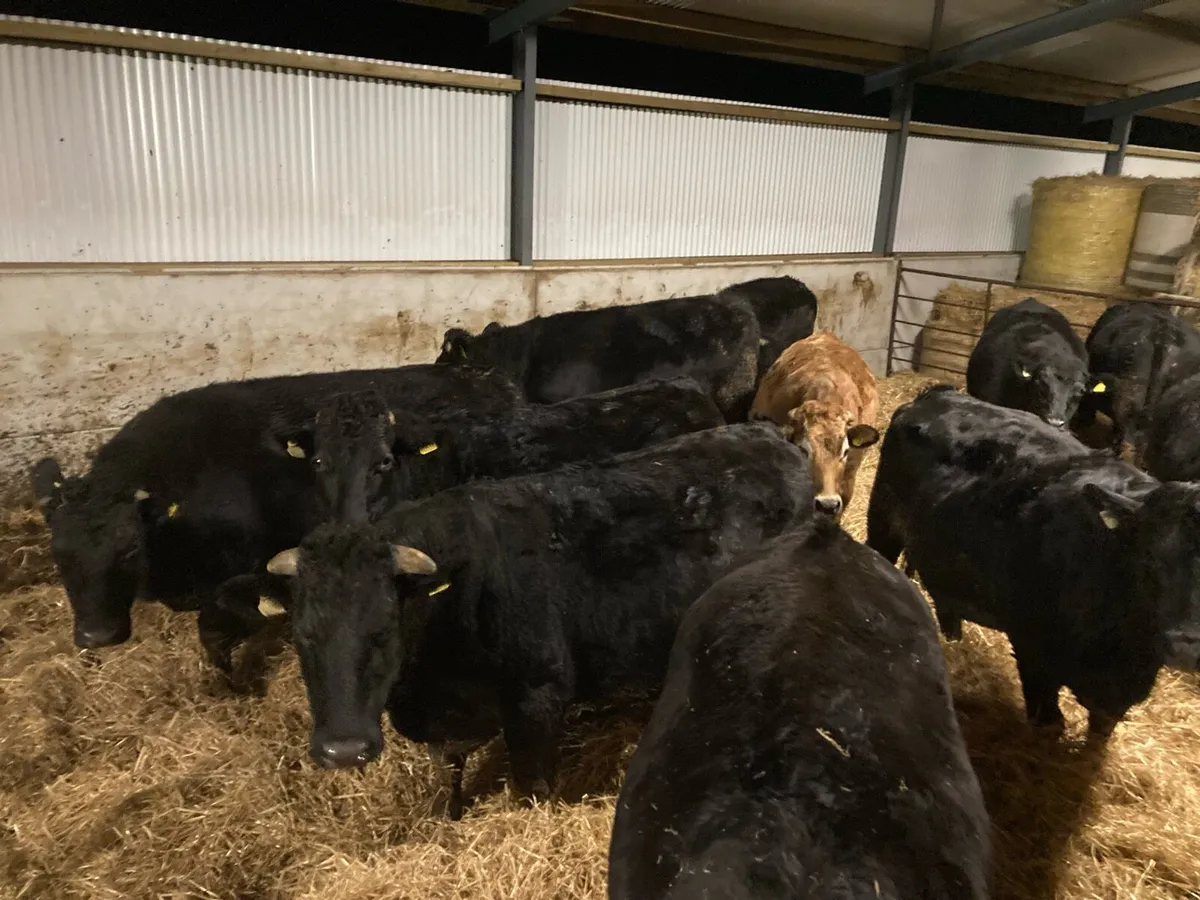 Organic Beef Cattle - Drumshanbo 24th Jan - Image 1