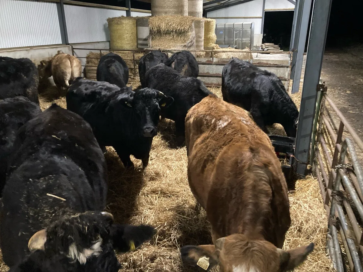 Organic Beef Cattle - Drumshanbo 24th Jan - Image 2