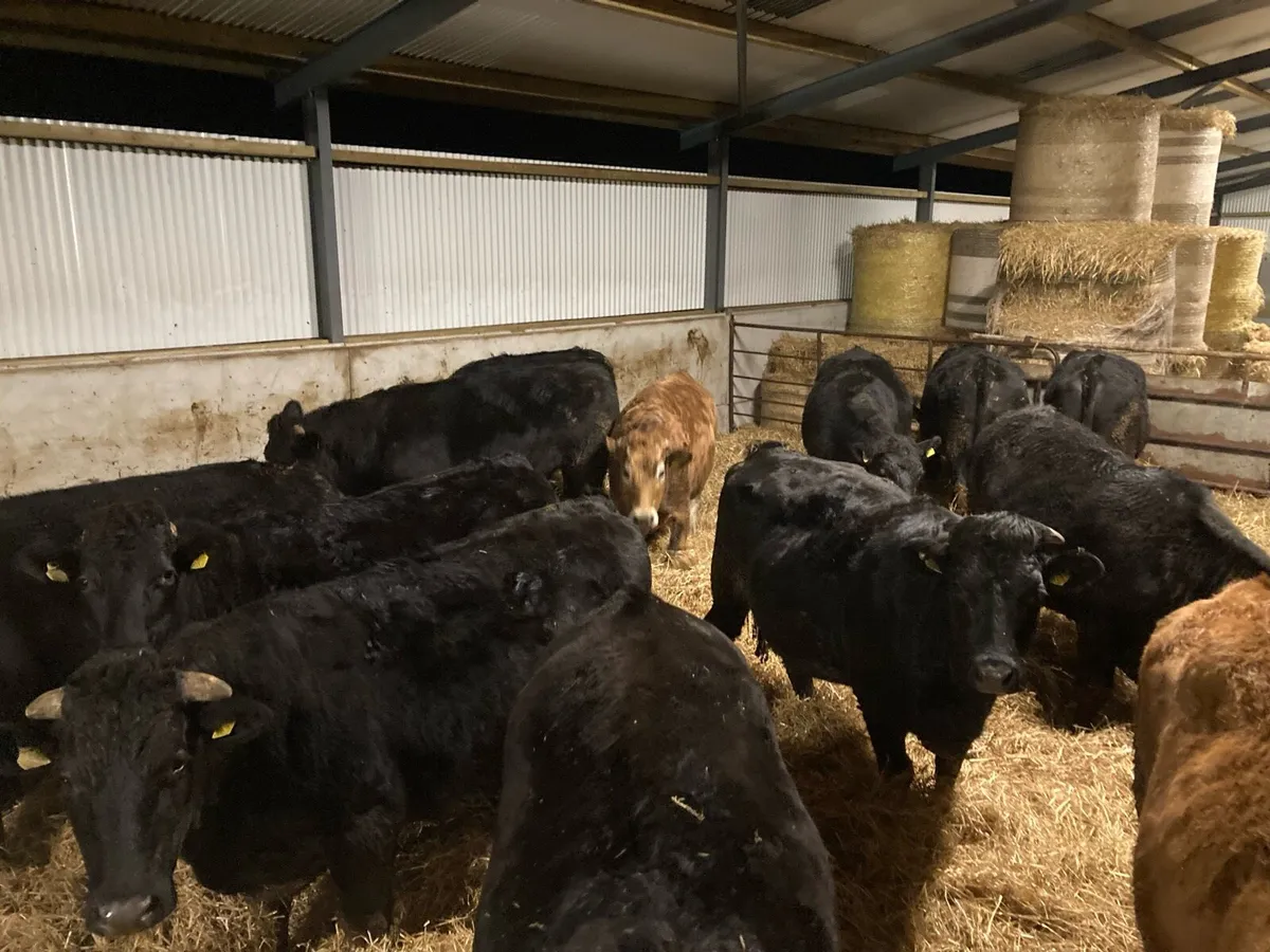 Organic Beef Cattle - Drumshanbo 24th Jan - Image 3