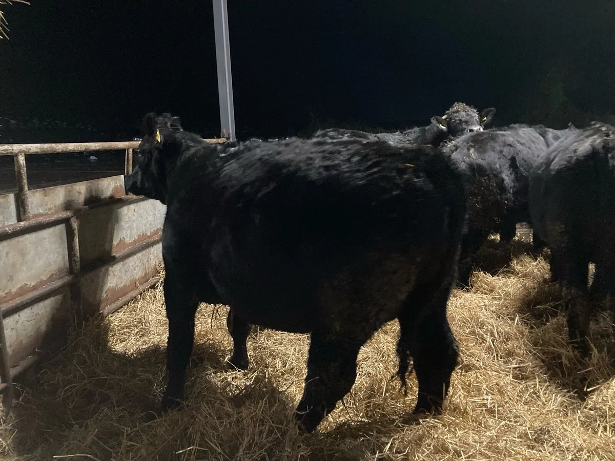 Organic Beef Cattle - Drumshanbo 24th Jan - Image 4