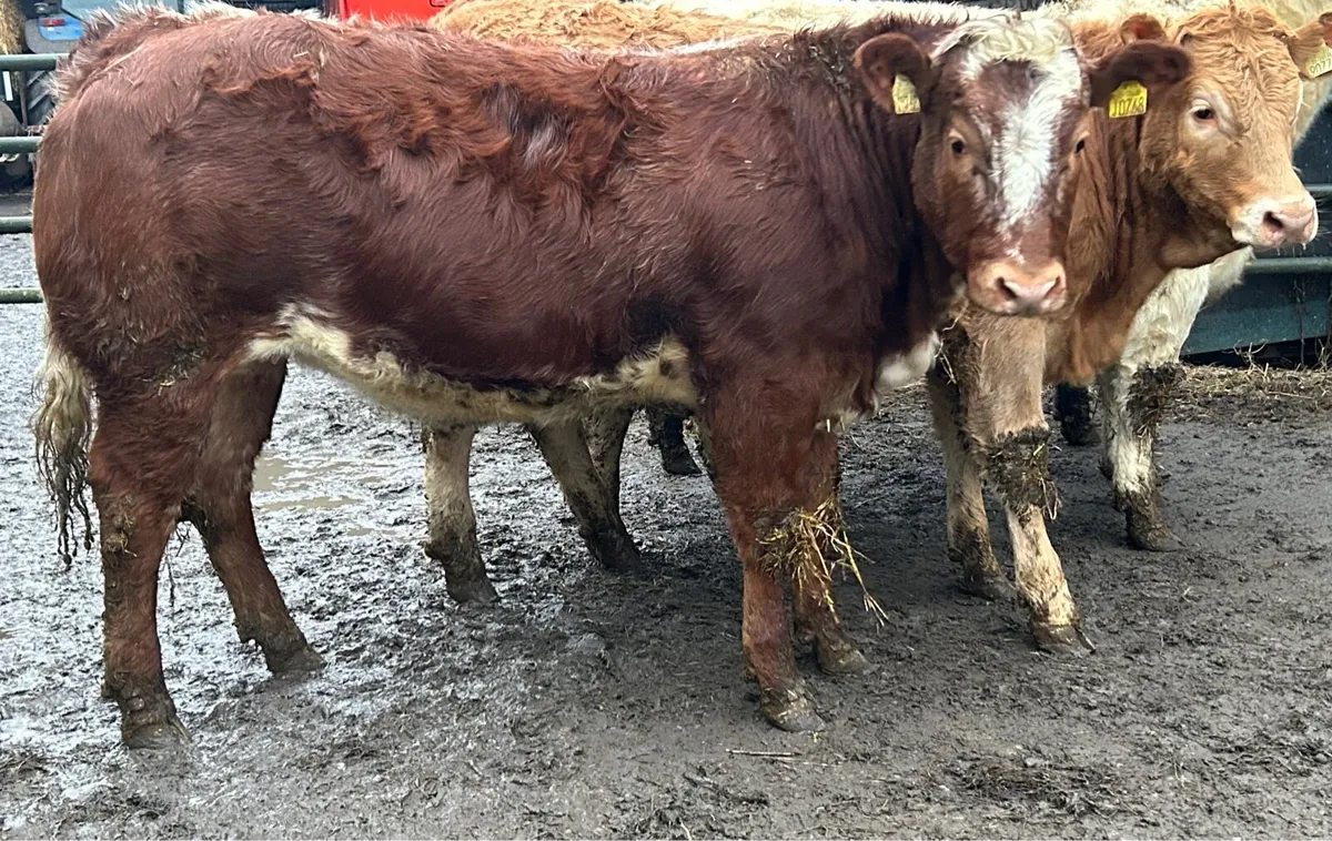 Weanling heifers Roscrea mart 14th Jan - Image 1