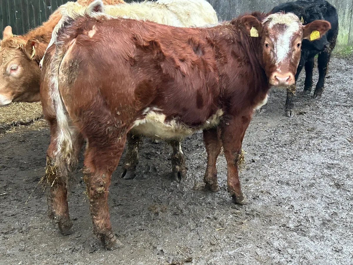 Weanling heifers Roscrea mart 14th Jan - Image 2