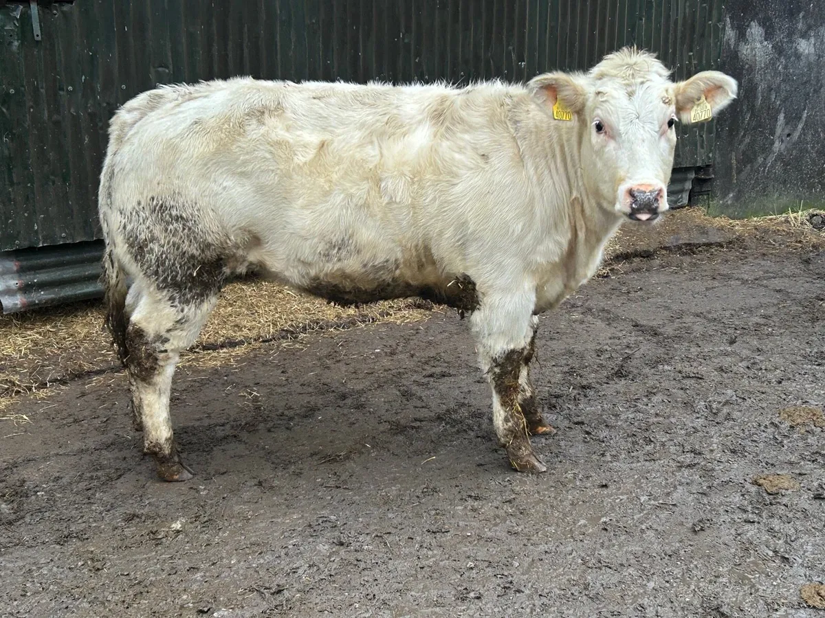 Weanling heifers Roscrea mart 14th Jan - Image 3