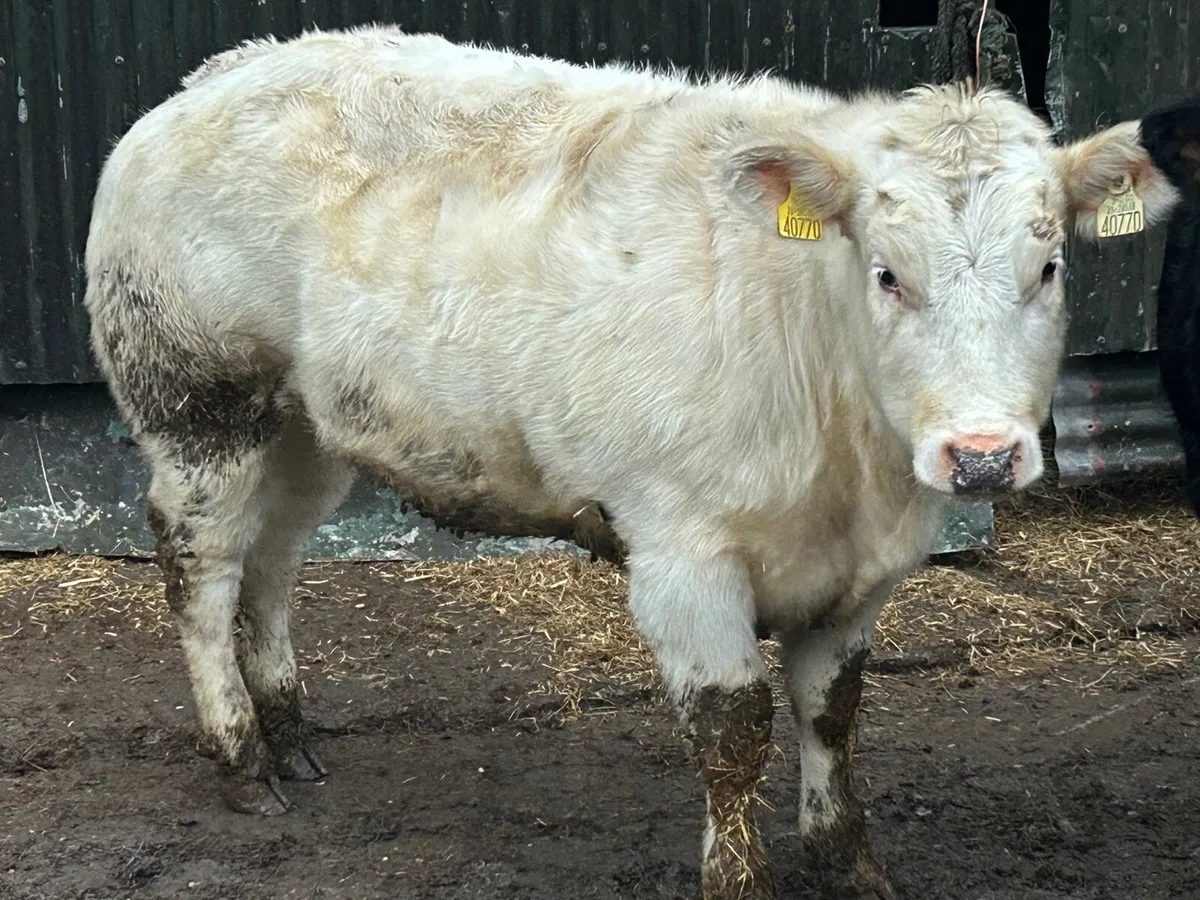 Weanling heifers Roscrea mart 14th Jan - Image 4