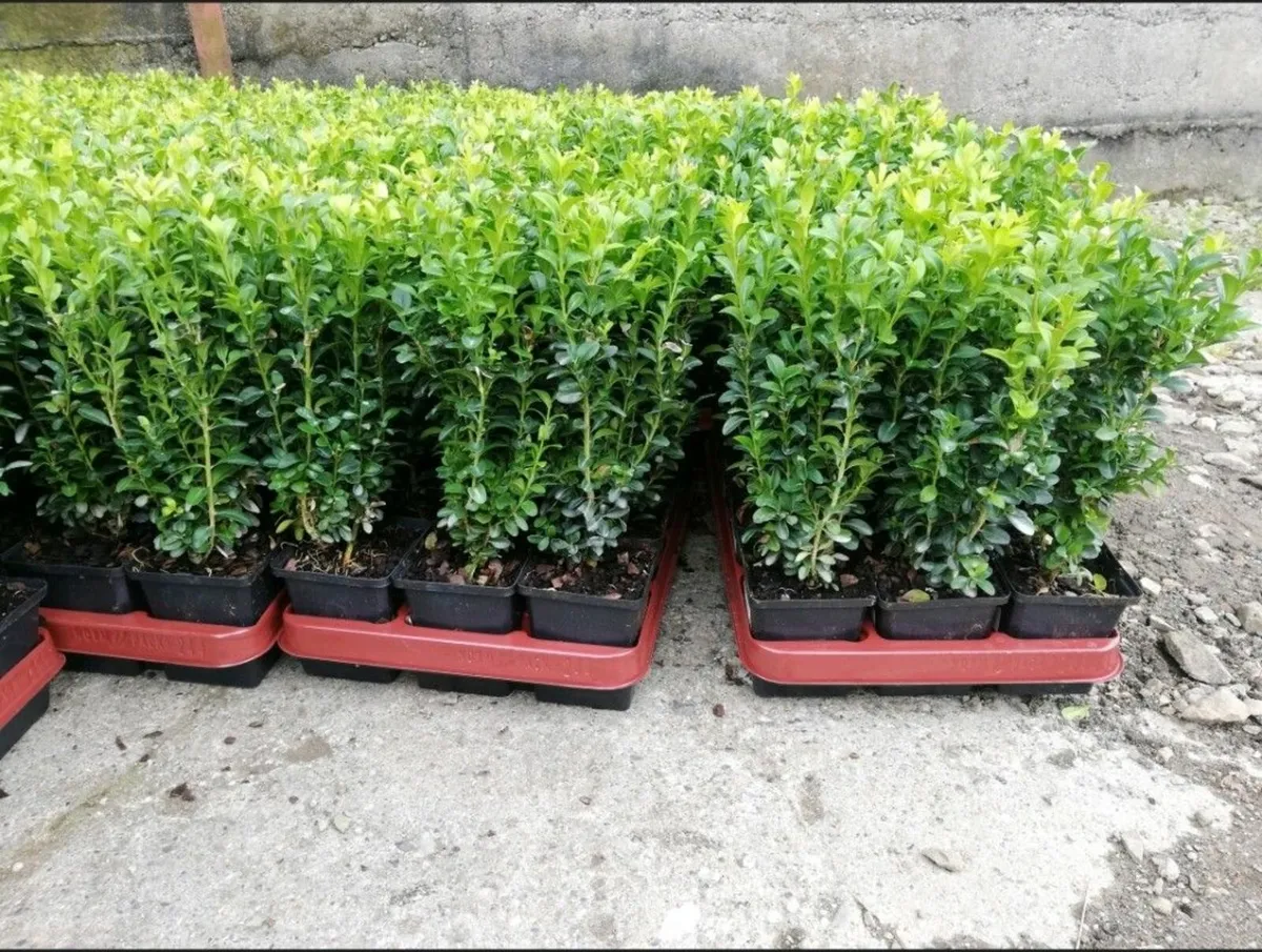 Box Hedging - Image 2