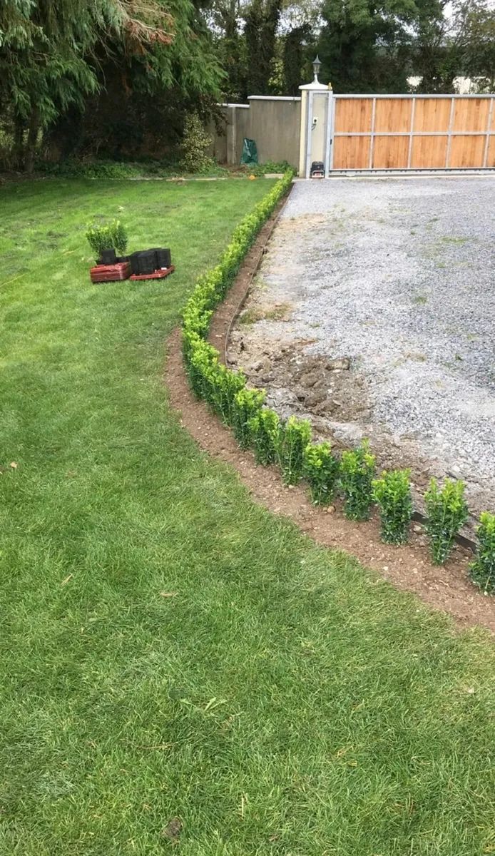 Box Hedging - Image 1