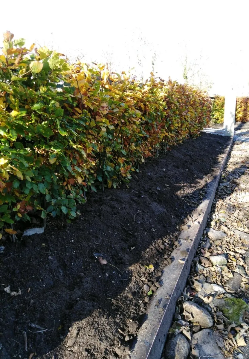 Copper Beech Hedging - Image 1