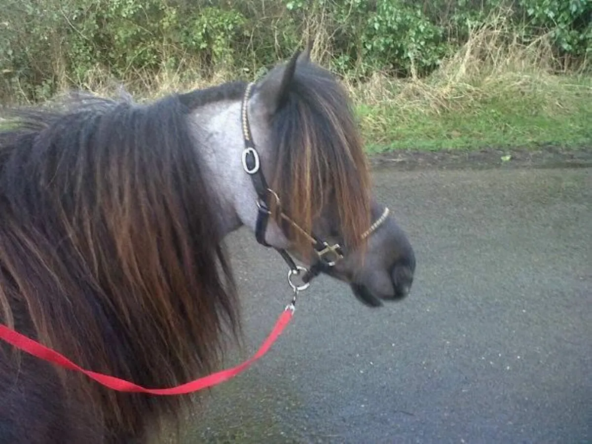 Miniature Horse BMHS - Image 2