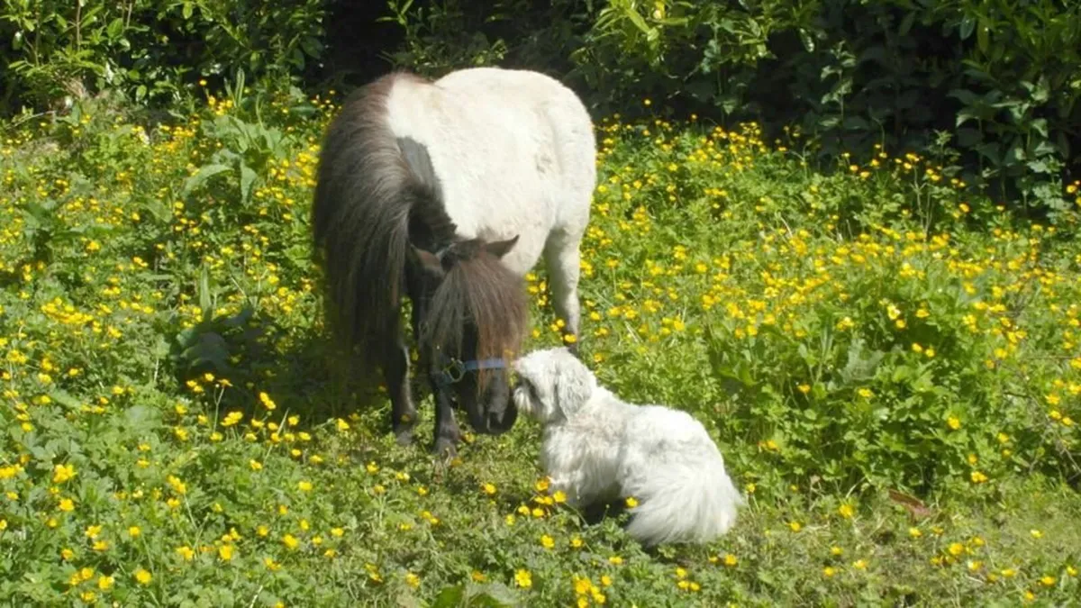 Miniature Horse BMHS - Image 4