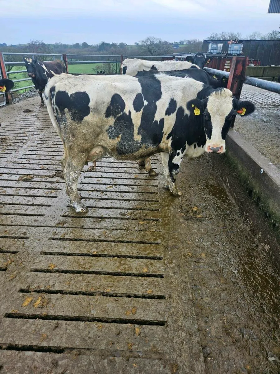 Empty Crossbred Cows - Image 1