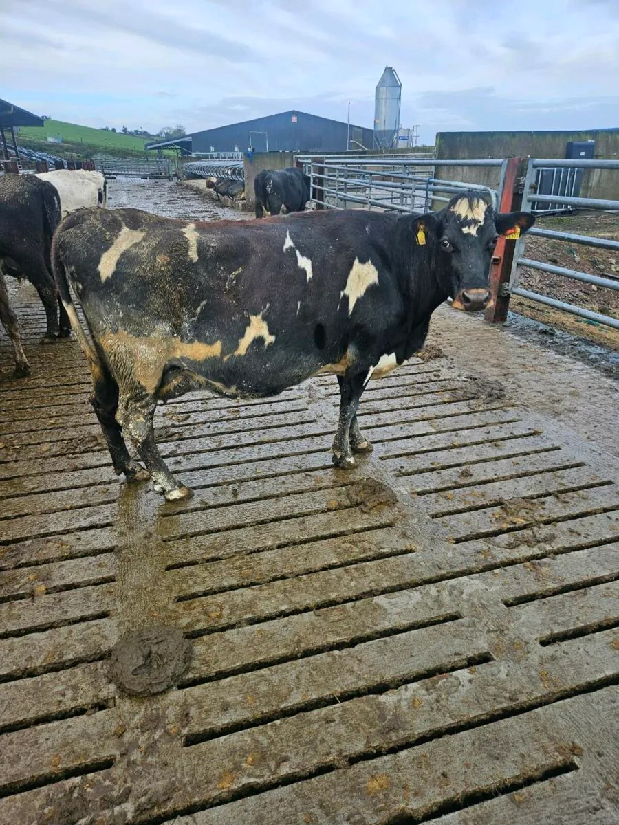 Empty Crossbred Cows - Image 2