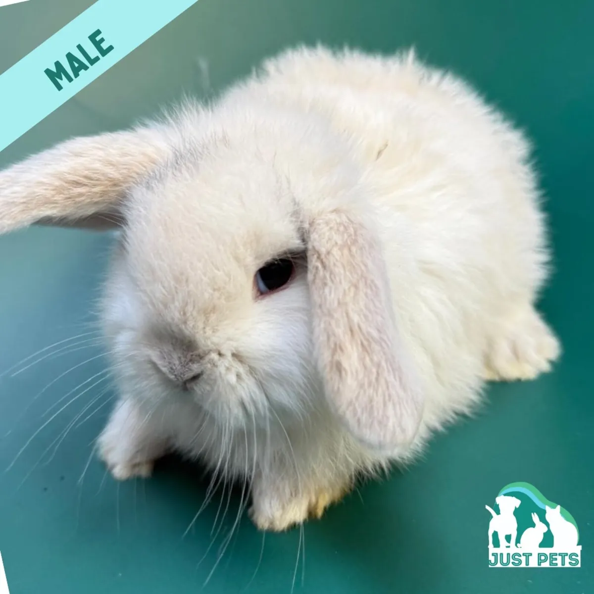 Pedigree Mini Lop Bunnies - Image 1