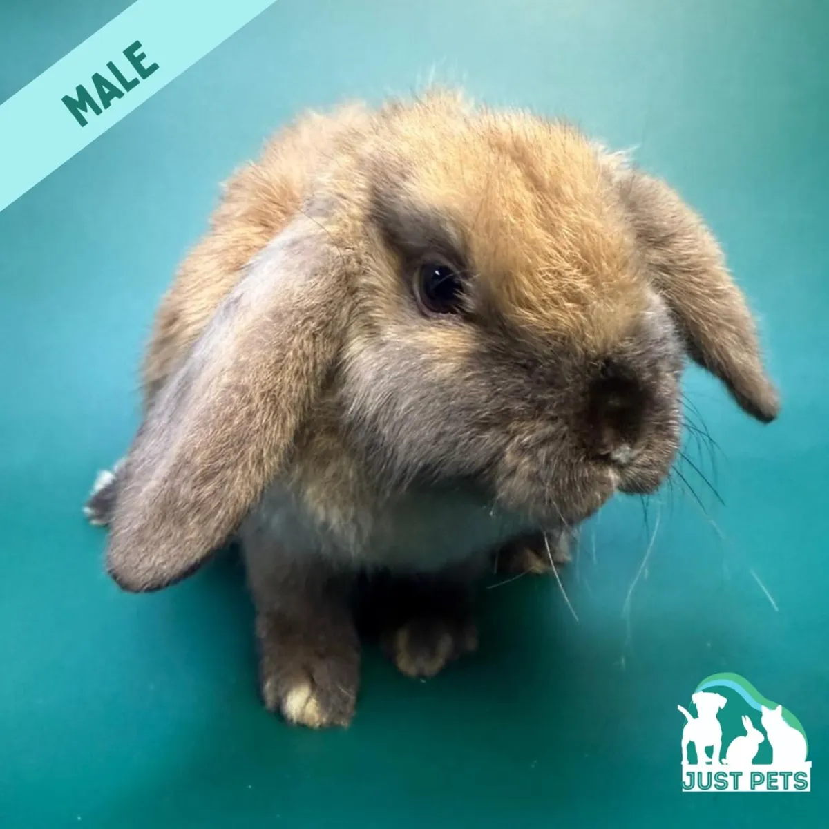 Pedigree Mini Lop Bunnies - Image 3