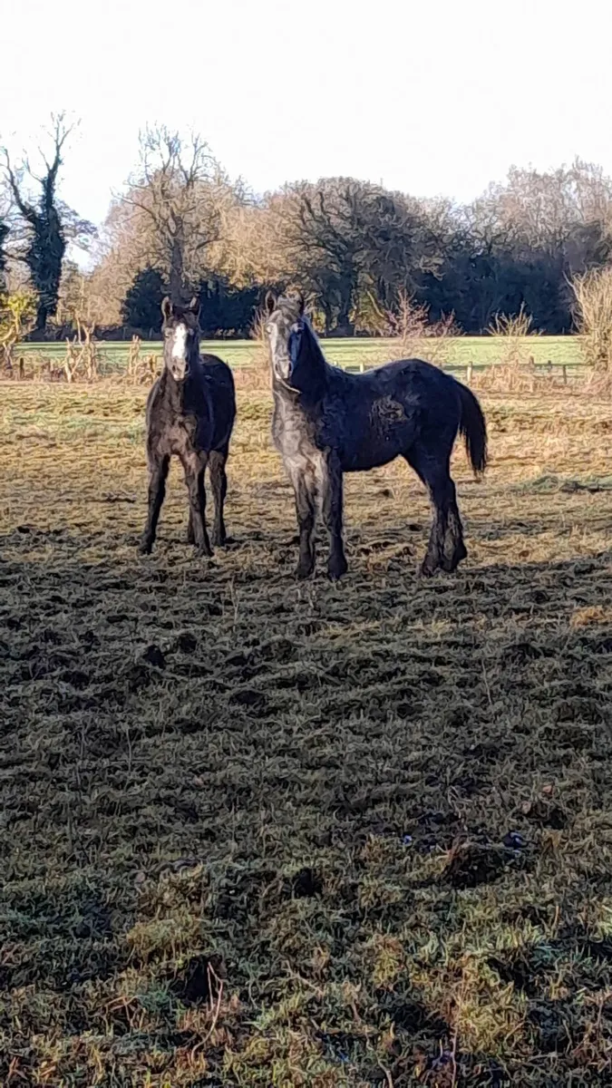 Colt foals - Image 1