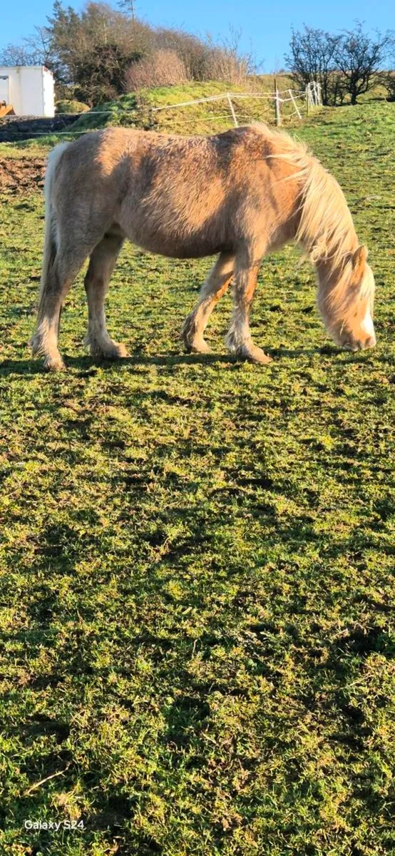 Mare and foal - Image 3